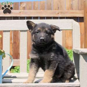 Dallas, German Shepherd Puppy