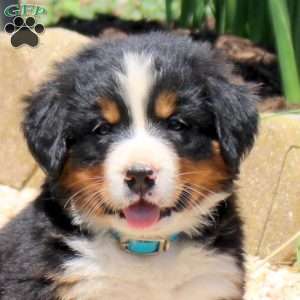 Dallas, Bernese Mountain Dog Puppy