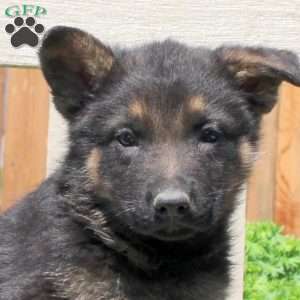 Dallas, German Shepherd Puppy
