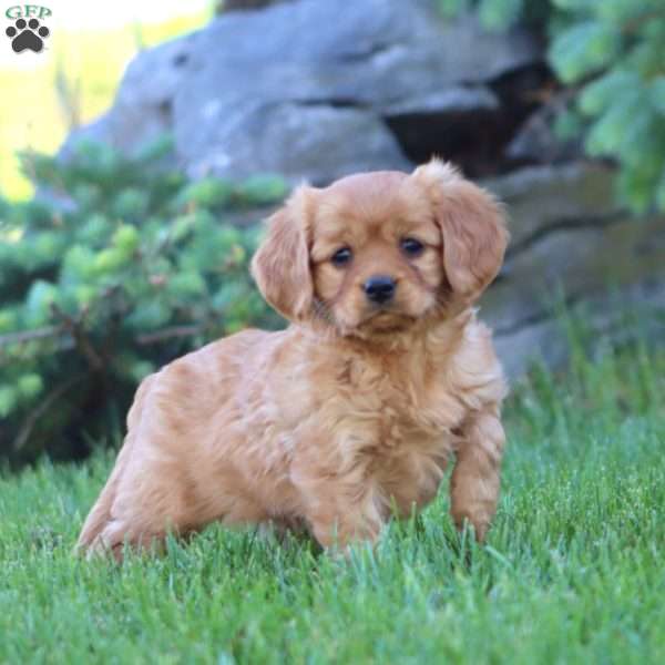 Dallas, Miniature Golden Retriever Puppy