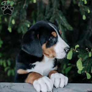 Dallas, Greater Swiss Mountain Dog Puppy