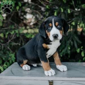 Dallas, Greater Swiss Mountain Dog Puppy