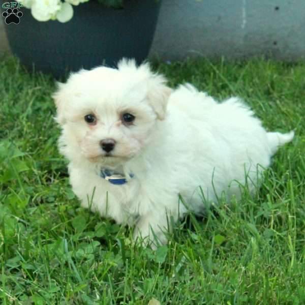 Dally, Maltese Puppy