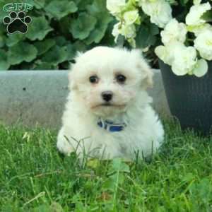 Dally, Maltese Puppy