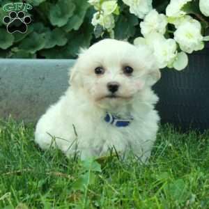 Dally, Maltese Puppy