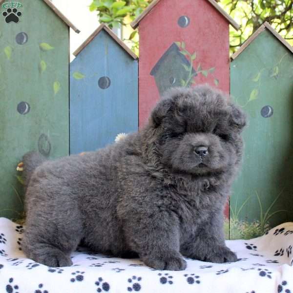 Damon, Chow Chow Puppy