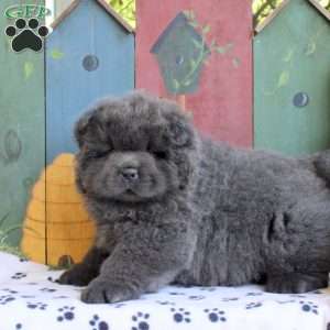 Damon, Chow Chow Puppy
