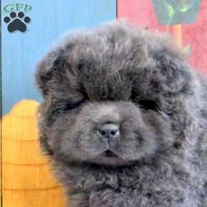 Damon, Chow Chow Puppy