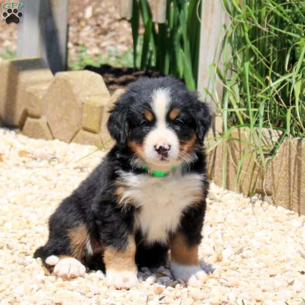 Dana, Bernese Mountain Dog Puppy