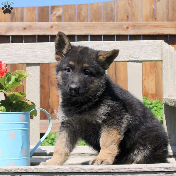Dana, German Shepherd Puppy