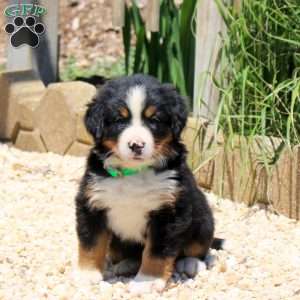 Dana, Bernese Mountain Dog Puppy