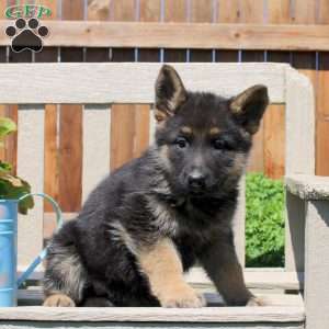 Dana, German Shepherd Puppy