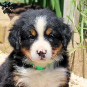 Dana, Bernese Mountain Dog Puppy