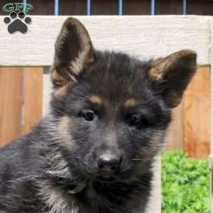 Dana, German Shepherd Puppy