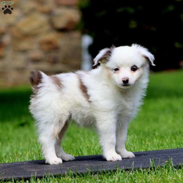 Dandelion, Miniature Australian Shepherd Puppy