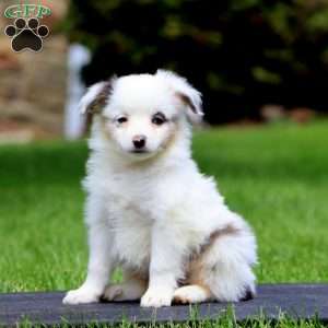 Dandelion, Miniature Australian Shepherd Puppy