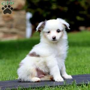 Dandelion, Miniature Australian Shepherd Puppy