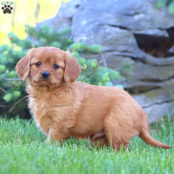 Daniel, Miniature Golden Retriever Puppy