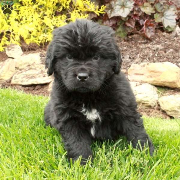 Daphne, Newfoundland Puppy