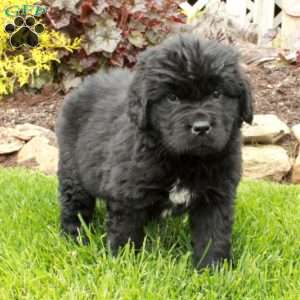 Daphne, Newfoundland Puppy