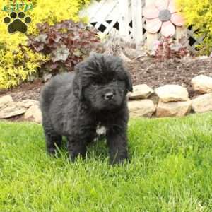 Daphne, Newfoundland Puppy