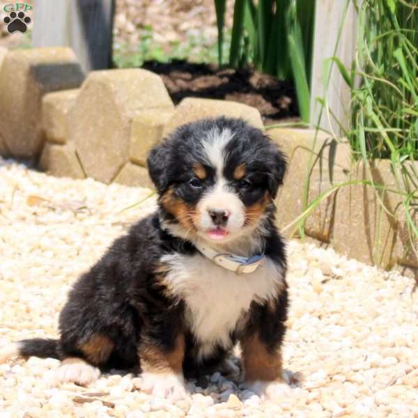 Darcy, Bernese Mountain Dog Puppy