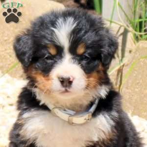 Darcy, Bernese Mountain Dog Puppy