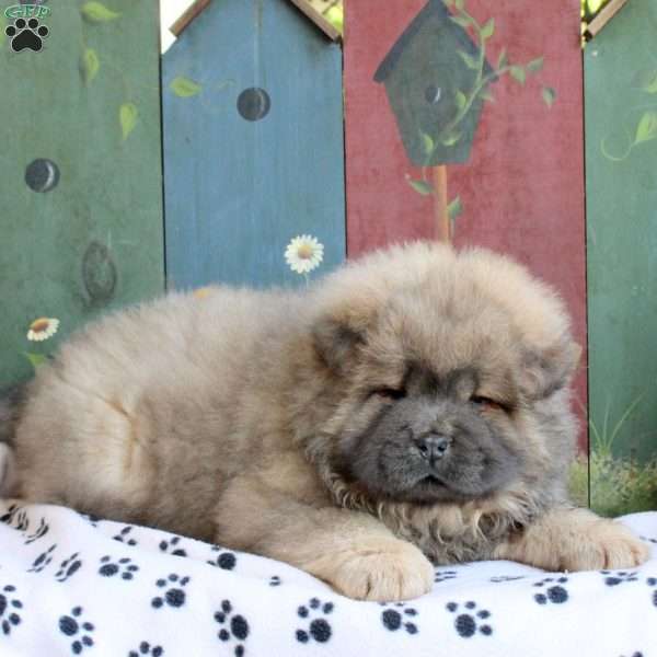 Darla, Chow Chow Puppy
