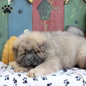 Darla, Chow Chow Puppy