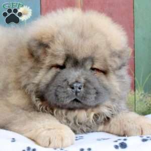 Darla, Chow Chow Puppy
