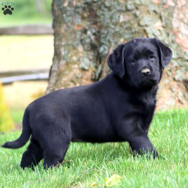 Darla, Black Labrador Retriever Puppy