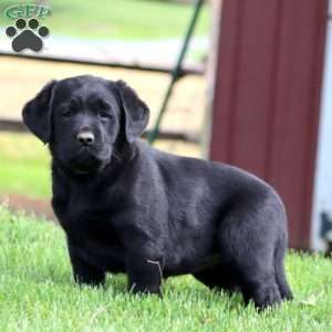 Darla, Black Labrador Retriever Puppy