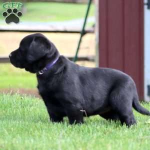 Darla, Black Labrador Retriever Puppy