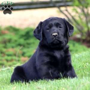 Darla, Black Labrador Retriever Puppy