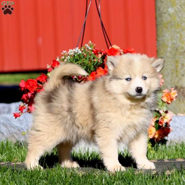 Dash, Pomsky Puppy