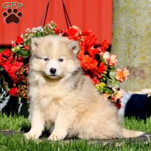 Dash, Pomsky Puppy