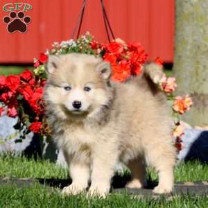 Dash, Pomsky Puppy