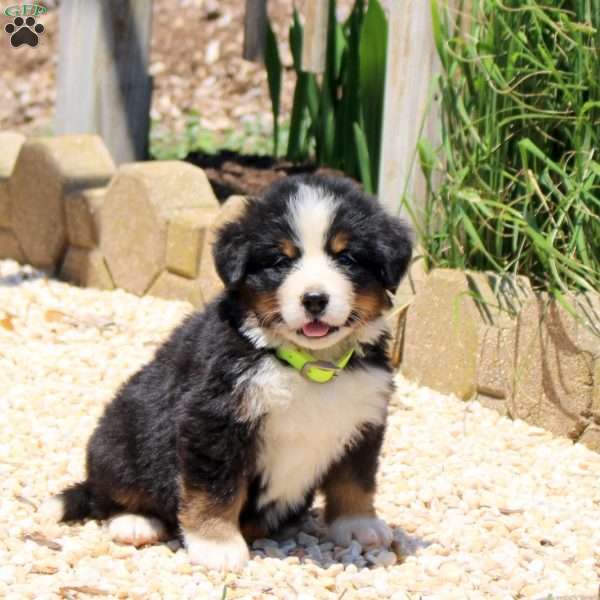 Dasher, Bernese Mountain Dog Puppy
