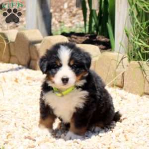 Dasher, Bernese Mountain Dog Puppy