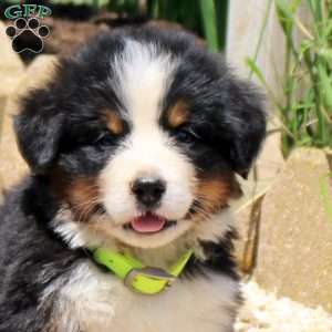 Dasher, Bernese Mountain Dog Puppy
