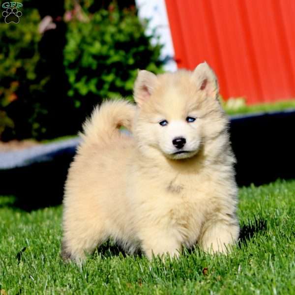 Davey, Pomsky Puppy