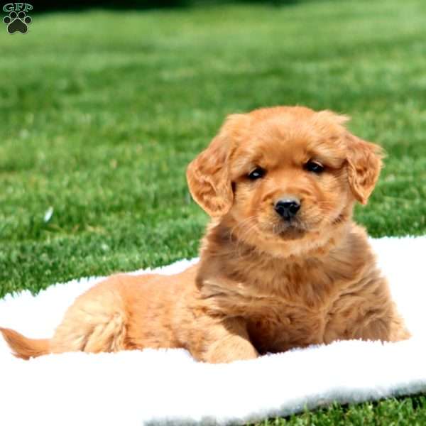 Davey, Golden Retriever Puppy