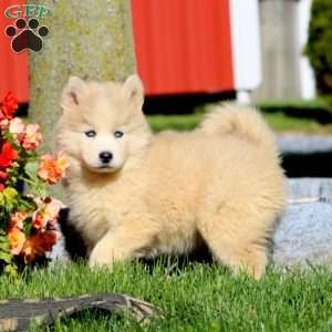 Davey, Pomsky Puppy