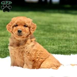 Davey, Golden Retriever Puppy