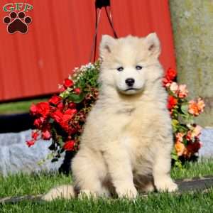 Davey, Pomsky Puppy
