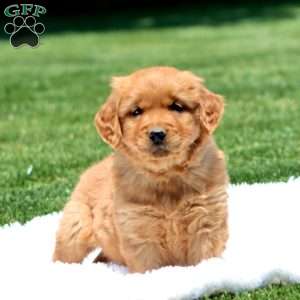 Davey, Golden Retriever Puppy