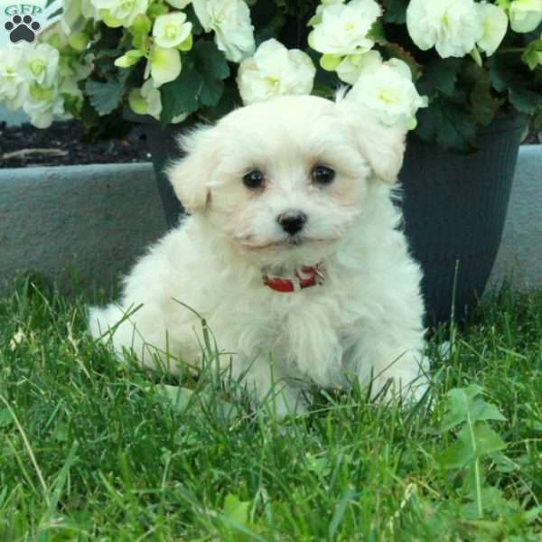 Dawn, Maltese Puppy