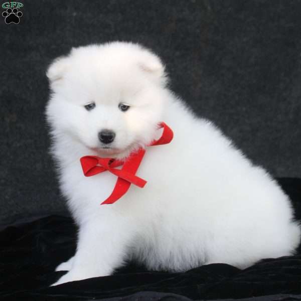 Declan, Samoyed Puppy