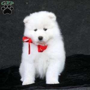Declan, Samoyed Puppy