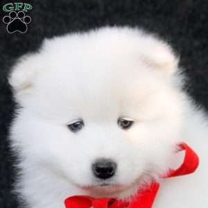 Declan, Samoyed Puppy